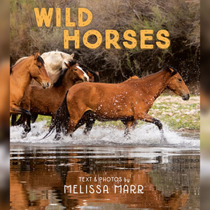 6-Wild-Horses